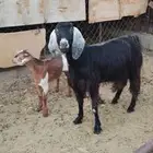 عنزين