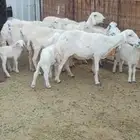 نعاج حبص مضاريع