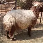 ذبايح نعيمي للبيع العمر 6-7 شهور