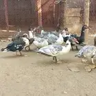 ذكور بط بلدي للبيع