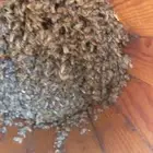 نحل للبيع الطايف قياء