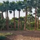 نخل واشنطونيا زينه للبيع