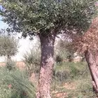 شجر زيتون