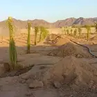 نخل للبيع الرياض