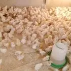 صوص بعمر 10 ايام للبيع جملة