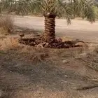 تكريب نخيل