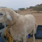 خروف فحل