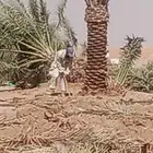 القوعيه