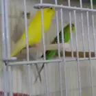 طيور بادجي