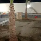يوجد لدينا جميع انواع انخيل العربي وزينه كل المقاسات المتوفر