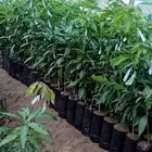 يوجد لدينا شتلات المانجو بجميع انواعها واسعار جمله