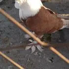 حمام لبناني