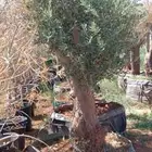 شجر زيتون معمر