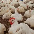 مشرف مزارع الدواجن وليه خبره عاليه في هذا المجال