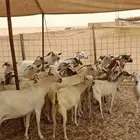 معزا للبيع