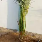 نخل للبيع
