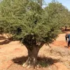 شجر زيتون