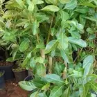 مشتل الزناتي للزراعه الاشجار والزهور والصيانات تنسيق حدائق