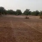 عمال خراف