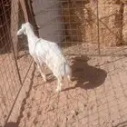 خروف لباني مقفل شحم على الحليب والشعير