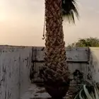 توريد وزراعة نخيل