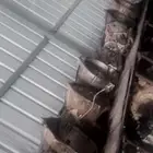 قير جمس 4غيار و6غيار