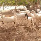 بسم الله الرحمن ماعز للبيع العدد عشر اتبع ثلاثه