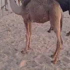 للبيع حشو قعدان أعمارهن فوق خمس شهور بريااات