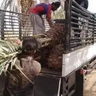 فسايل نخل ودي برني للبيع