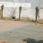يوجد لدينا نخل للبيع