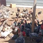 دجاج بلدي الغلاب تركي