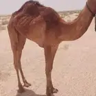 بكره حقه ابوها سوار باريس بعير محمد الصبحي والام عمانيه