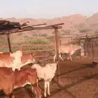 بقره للبيع