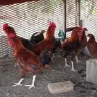دجاج بلدي