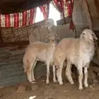 رخال صنف العدد 2 العمر 8 شهور سلميه من جميع العذاريب