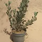 شتلات بسعر الجملة