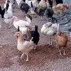 دجاج بادي بياض
