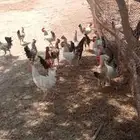 القنفدة القوز