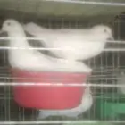 حمام فرنسي مفروز