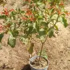 أشجار بسعر الجملة