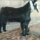 تيوس عوارض