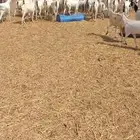 غنم 54 معها بهم24