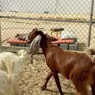 عنز