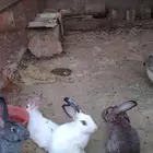 أرانب للبيع الحالة ممتازة