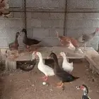 طيور جميع الانواع