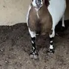 عنز قزمية الموقع تمير