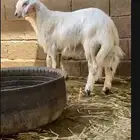 خروفين صفر من الحلال