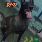 ذكر مالينو دارك للجواز