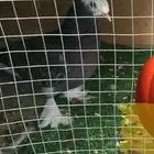 حمام. ساكسون