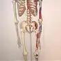 هيكل عظمي للبيع